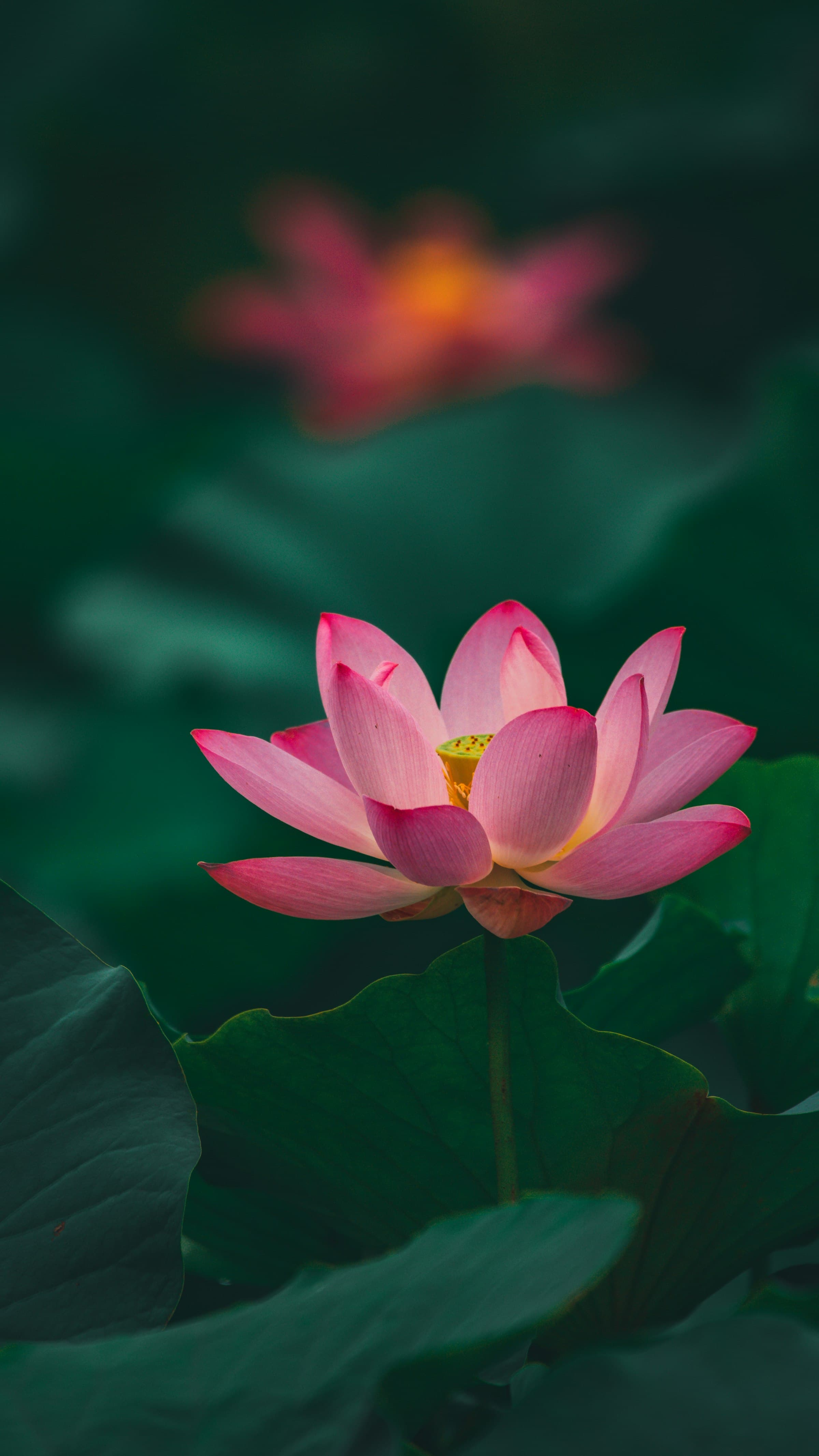 A pink lotus flower in a serene natural setting.